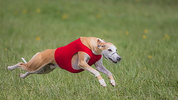 dog, running, beautiful, field, happy, friendly, active, athletic, competition, course, coursing