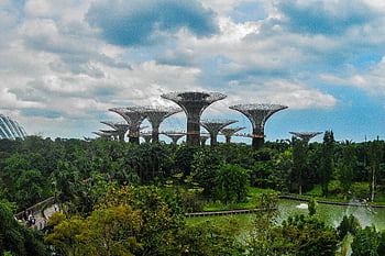 supertrees, zahrady u zálivu, singapore, svěží zeleň, Ikonické struktury, supertree háj, venkovní zahrádka, Singapurské atrakce, přírodní park, městský zelený prostor, moderní architektura