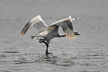 swan, bird, waterfowl, water Bird, aquatic Bird, animal, plumage, river, water, flying, ornithology