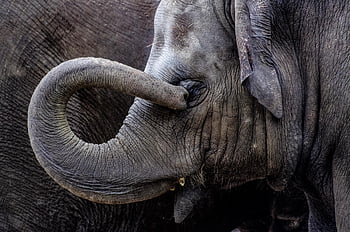 elephant, cub, young, nature, trunk, pachyderm, mammal, animal, proboscidea, gray, zoo