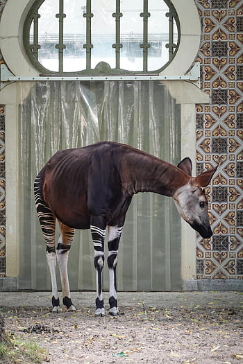 okapi, zoo, muro decorativo, animale prigioniero, ambiente dello zoo, Okapi nello zoo, animale nello zoo, mostra zoo, Okapi in piedi, animale dello zoo, muro decorativo nello zoo