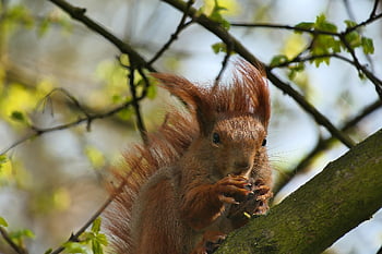 ekorn, gnager, foraging, spiser, dyreliv, skog, villmark, natur, dyr, dyr verden, verifiserbare kattunge