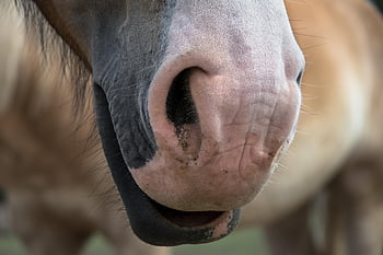 kůň, čenich, nosní dírky, koňský, Příroda, jezdecký, nos, zvíře, zemědělství, venkovský, savec
