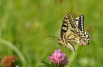 motýl, rybinou, papilio machaon, lepidoptera, květinové pozadí, entomologie, motýlí křídla, opylování, květ, květinové tapety, papilionidae