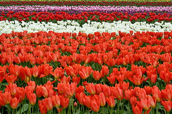 red white pink flower fields, tulip field, colorful flowers, red tulips, white tulips, purple tulips, daytime flowers, bright flowers, flower rows, tulip garden, floral landscape