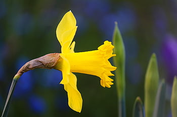 narcis, Velikonoční zvon, jarní květina, Příroda, žlutá, květ, narcissus pseudonarcissus, jaro, zblízka, začátek jara, předzvěst jara