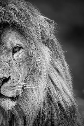 lion, animal, mane, mammal, predator, wildlife, safari, zoo, nature, wildlife Photography, wilderness