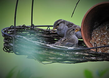 sparrows Family, sparrow, birds, songbirds, sparrows, feathers, nature, mood, together, collective, plumage