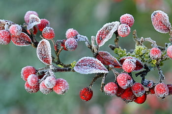 cotoneaster, winter, frost, icy, frozen, cold, ice Crystals, hollow, light, nature, plant