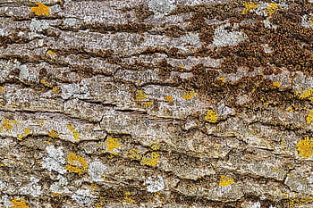 texture, stump, structure, tree, log, pattern, background