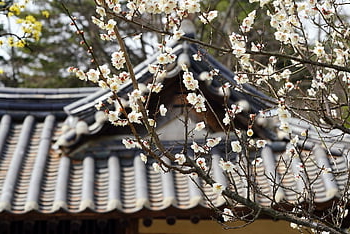 prugna, fiore di prugna, inverno, natura, pulito, Corea, fiore, bellissimi fiori, primavera, carta da parati floreale, fiore di pruno