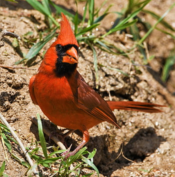 bird, redbird, cardinal, songbird, feathers, wildlife, northern, male, beak, nature, avian