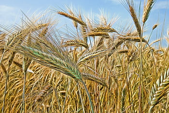 pšenice, ucho, pole, cereálie, makro, zavřít, zemědělství, pěstování, země, potraviny, chléb
