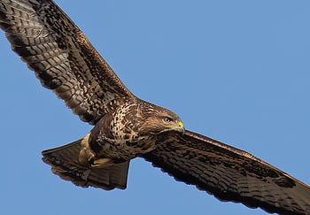 buzzard, bird, animal, common Buzzard, flying, soaring, wings, bird Of Prey, raptor, wildlife, predator