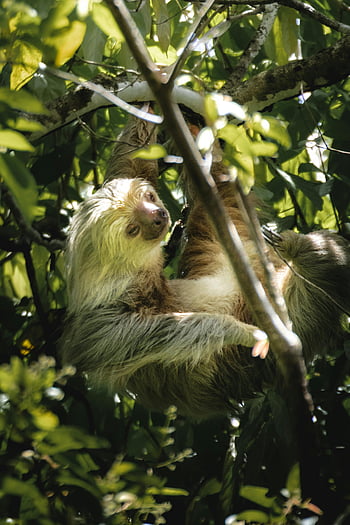 sloth, hanging, tree, verdant jungle, dense foliage, camouflage, wildlife, nature, animal, branch, leaves