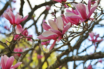 magnolia, fiore, fiorire, floreale, natura, sfondo, fresco, pianta, di stagione, stelo, petalo