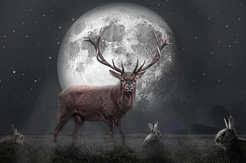 red Deer, stag, night, full Moon, deer, animal, bunny, moon, nature, photomanipulation, photoshop Manupilatie