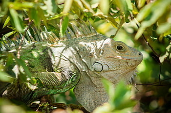 iguana, reptile, scales, animal, fauna, nature, guali, rio, colombia, naturaleza, hondatolima
