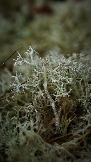 sobí mech, mech, Příroda, zimní, lesní podlaha, Nizozemí, cladonia, lišejník, zeleniny