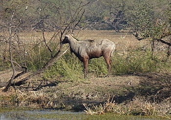 nilgai, antilopa, Příroda, boselaphus tragocamelus, nilgau, modrý býk, zvíře, mužský, býložravec, divoký, bharatpur
