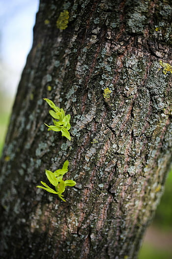 tree bark, macro view, textured tree trunk, bright green leaves, spring growth, sprouting leaves, tree texture, green sprouts, nature photography, close-up nature, springtime growth