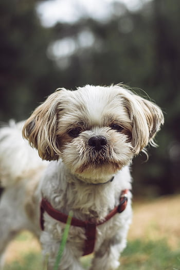 dog, shih Tzu, puppy, animal, mammal, pet, outdoors, nature, canine