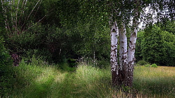 birk, Skov, eng, Mark, natur, træ, sommer, Hede, bark, stamme, naturskøn
