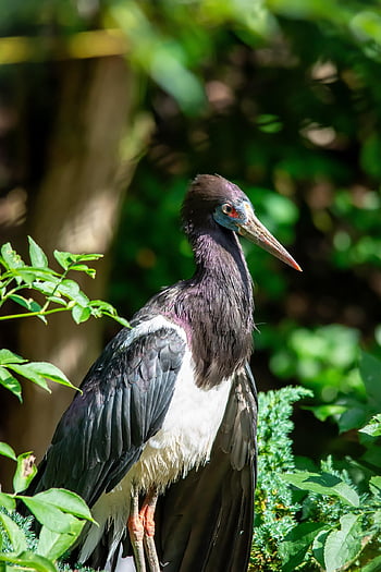stork, bird, animal, black Stork, beak, feathers, plumage, perched, leaves, branch, wildlife