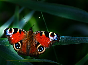 peacock Butterfly, european Peacock, butterfly, aglais Io, insect, nature, close Up, macro