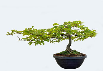bonsai, tree, beech, plant, nature, deciduous Tree, sapling, miniature, japanese, green