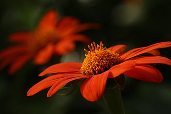oranžová květina, květ, okvětní lístky, květinové tapety, kvetoucí rostlina, okrasné rostliny, květinové pozadí, rostlina, krásné květiny, flóra, Příroda