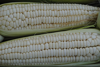 maíz, mazorca, comida, Maíz blanco, Produce, elote, granos de maíz, hoja de maíz, cosecha, orgánico, vegetal