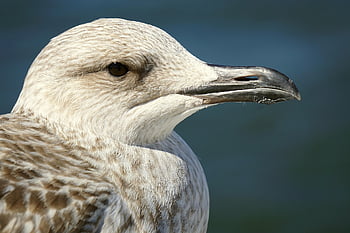 Möwe, Vogel, Gefieder, Strand, Tier, Vogelkunde, Spezies, Fauna, Meer, Wasservogel, Flügel