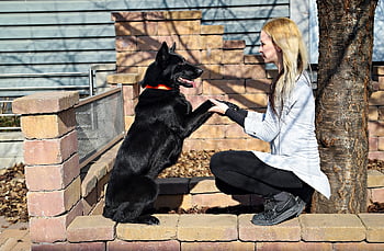 black Dog, german Shepherd, friendship, love, blonde Woman