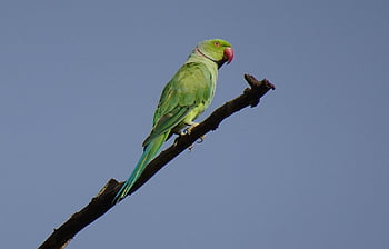 pták, andulka, Příroda, zelená, tropický, Papoušek, fauna, růže-kroužil papoušek, psittacula krameri, prsten-hrdlem papoušek, rajasthan