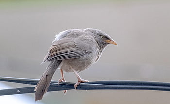 bird, avian, animal, nature, ornithology, birdwatching, perched, beak, feathers, plumage, animal World