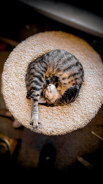 Kočka vleže, uvolněná mourovatá kočka, spící kočka, stočená kočka, kulatý kobercový povrch, kočka pohled shora, mourovatá kočka spí, Útulná kočka, kočka zdřímnout, Kočičí odpočinek, kočičí okoun