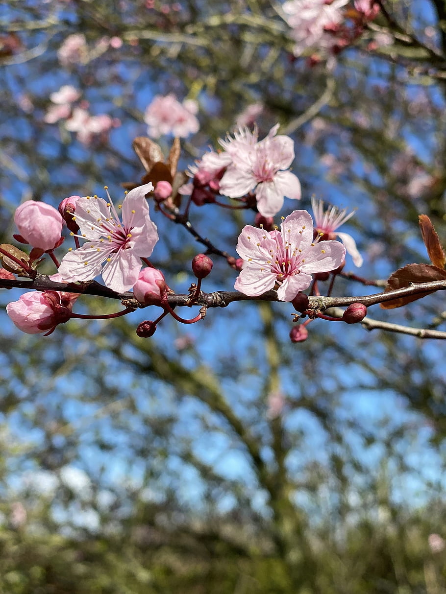spring, blossom, bloom, botany, mirabelle Plum Blossom, nature, pink