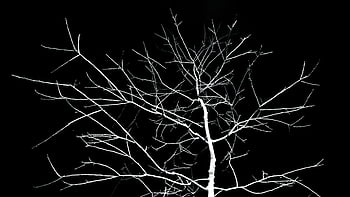 albero solitario, silhouette spettrale, rami di alberi spogli, Modelli inquietanti, cielo della notte oscura, bianco e nero, fotografia notturna, sagoma dell'albero, albero spettrale, scena notturna, rami spogli