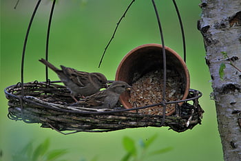 sparrows Family, nature, sparrow, birds, songbirds, sparrows, feathers, mood, together, collective, plumage