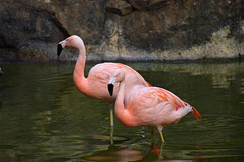 flamingók, madarak, állatok, gázlómadár, vízi madár, vadvilág, tollazat, természet, flamingó, folyó, tó