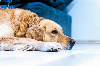 golden retriever, adult dog, lying down, ground, pet, indoor, relaxed, fur, paw, floor, cozy