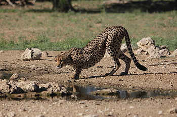 cheetah, nature, africa, wildlife, predator
