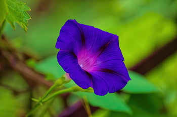 beach Moonflower, morning Glory, purple Flower, nature, ipomoea Violacea, garden