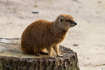 mangoest, aan het kijken, meerkat, schattig, bewaker, roofdier, Afrika, dier, natuur, vacht, bruin horloge
