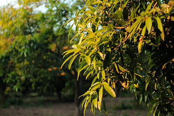 pixabay, Com Images Search Smile, Com Images Search -tutkimus, Com Images Search Tervetuloa