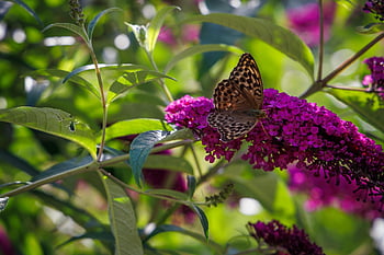 butterfly, summer Lilac, flower Wallpaper, flower Background, pollination, butterfly Bush, pink Flowers, flowers, nature, insect, beautiful Flowers