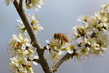 blossoms, honey Bee, pollination, tree, bee, spring, nature, close Up, world Bee Day