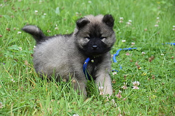 eurasier Puppy, dog, puppy, pet, animal, young Dog, domestic Dog, canine, mammal, doggie, nature