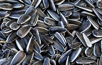 sunflower Seeds, seeds, organic, bird Seed, feed, feeding, winter